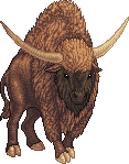 Buffalo