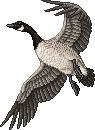 Canadian Goose