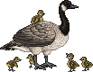 Mother Goose