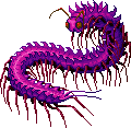 Centipede