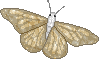 Gypsy Moth