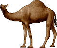 Camel