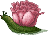 Rosa