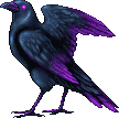 Raven