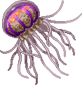 unnamed Medusozoa