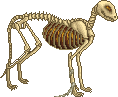 Skeletal