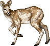 unnamed All things deer